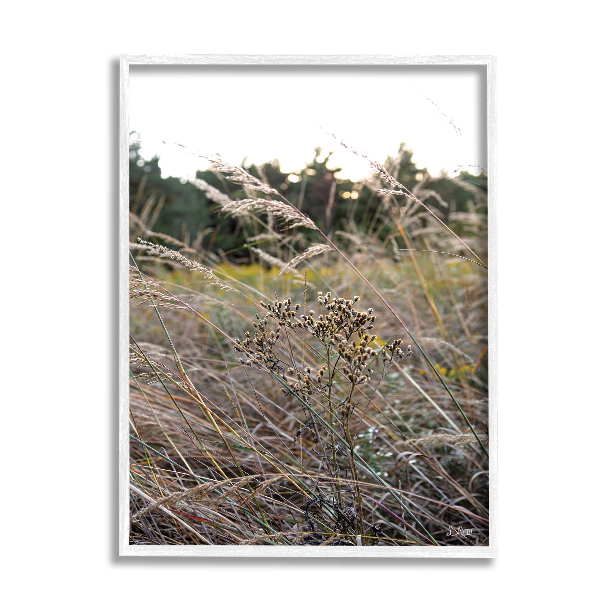 Stupell Industries Countryside Meadow Blooming Reeds Tall Grass Buds Framed Wall Art, 11 x 14, Design by Donnie Quillen