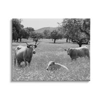 Stupell Industries Countryside Meadow Cattle Photograph Gallery Wrapped Canvas Print Wall Art, Design by Daphne Polselli