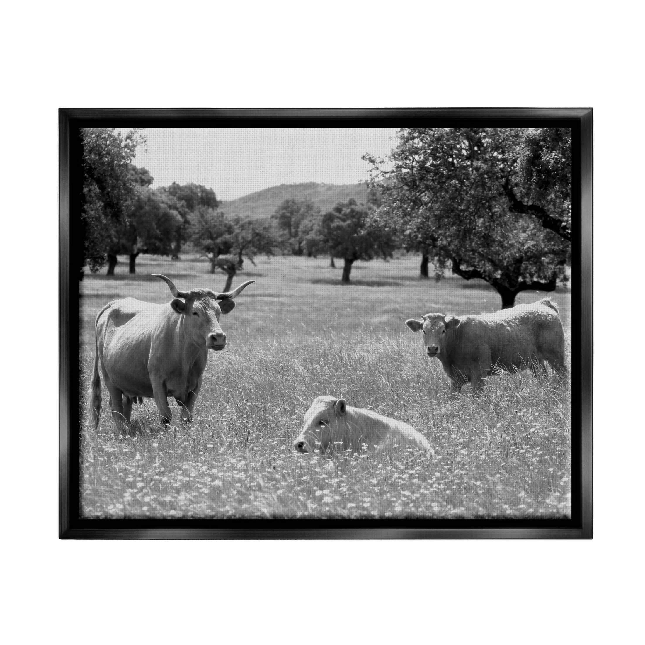 Stupell Industries Countryside Meadow Cattle Photograph Jet Black Floating Framed Canvas Print Wall Art, Design by Daphne Polselli