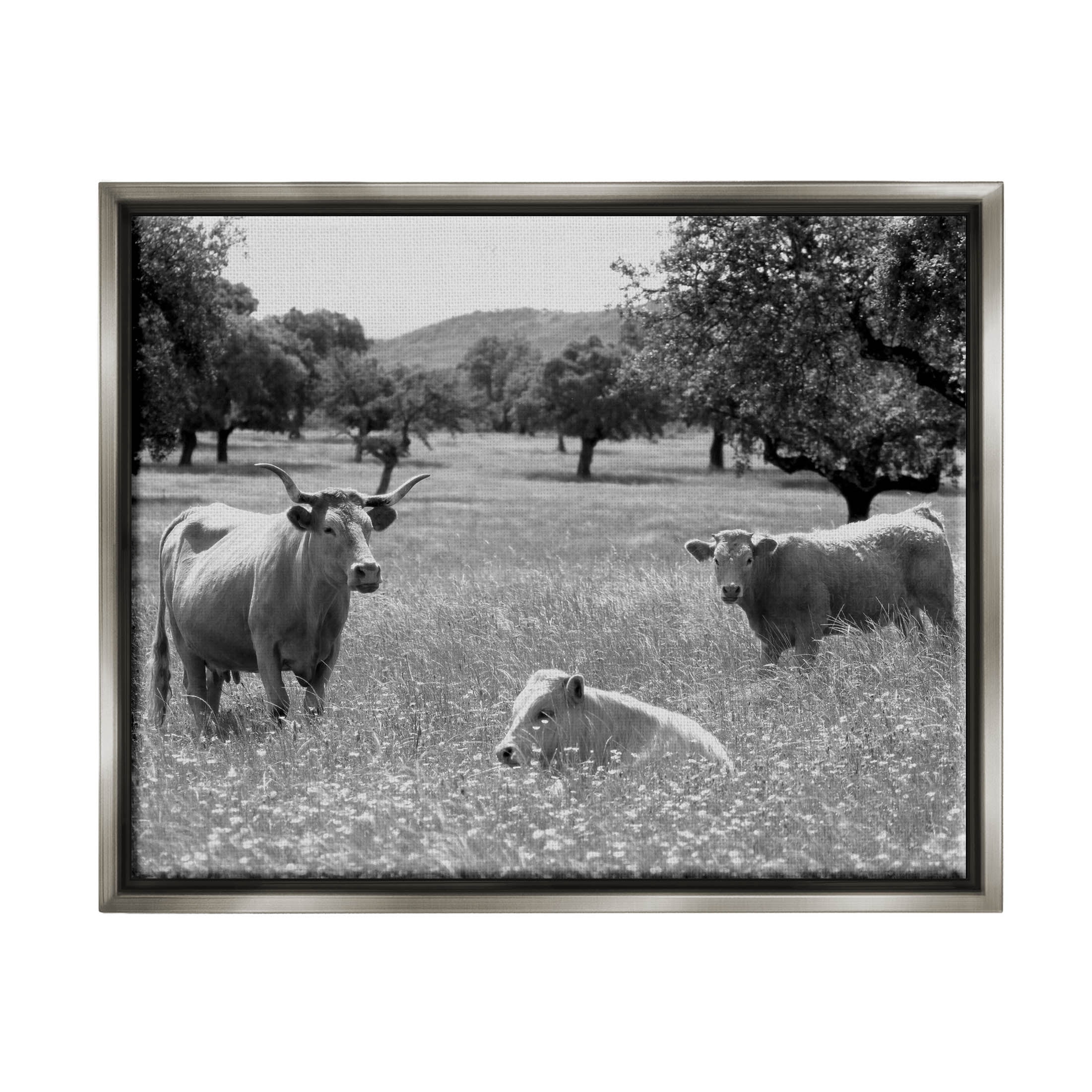 Stupell Industries Countryside Meadow Cattle Photograph Luster Gray Floating Framed Canvas Print Wall Art, Design by Daphne Polselli