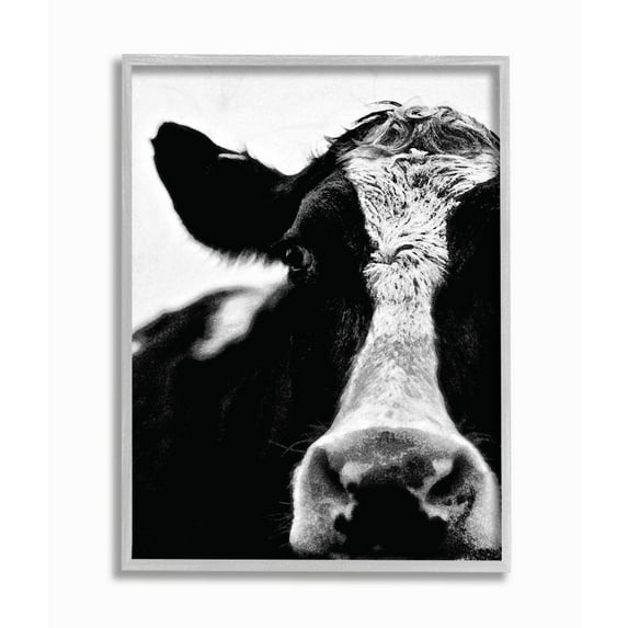 Stupell Industries Cow Black And White Close Up Framed Wall Art by Lettered and Lined