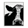 thumbnail image 1 of Stupell Industries Cow Black And White Close Up Photography Gray Framed Art Print Wall Art, 24x30, by Lettered and Lined, 1 of 5