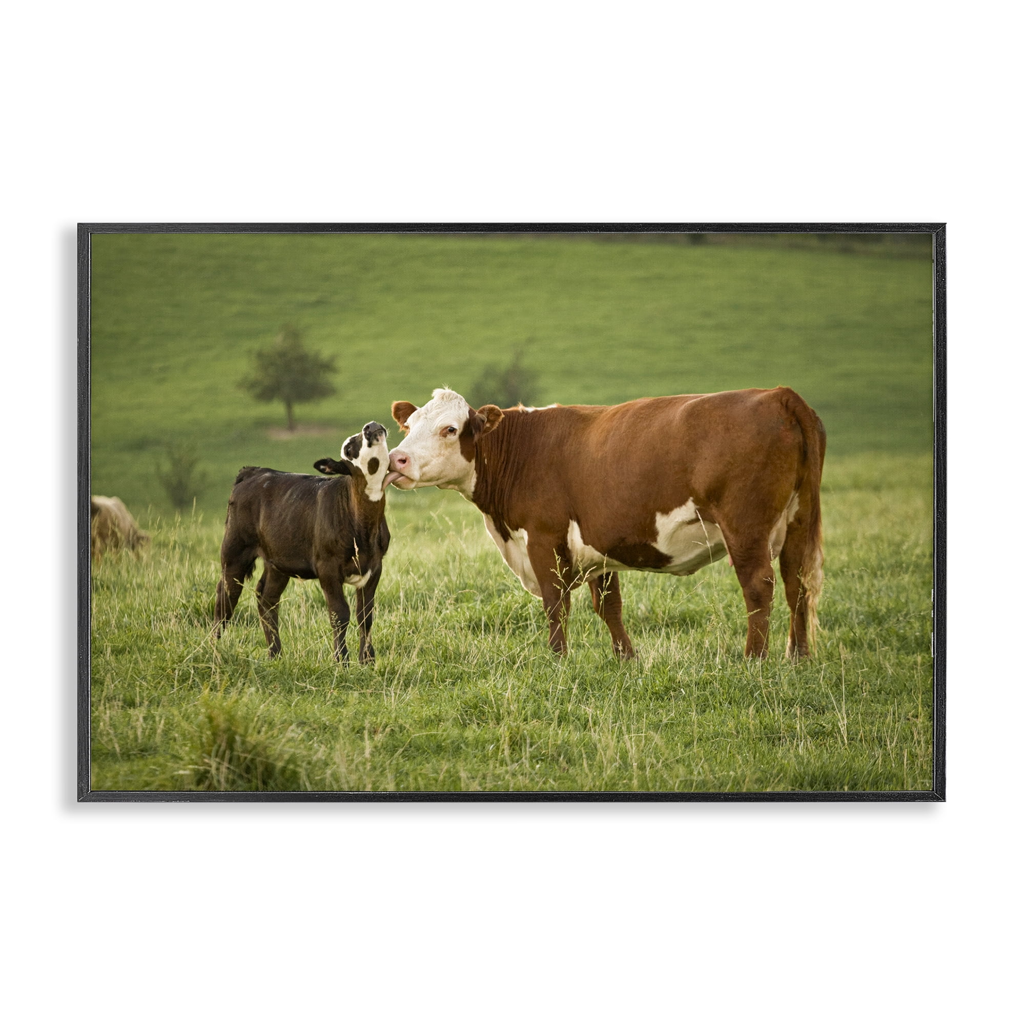 Stupell Industries Cow & Calf Preening Animals Photography Black Framed Art Print Wall Art, 30 x 20