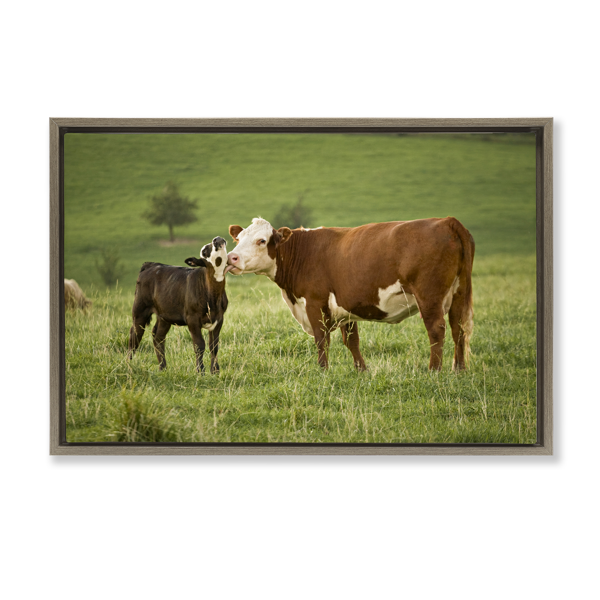 Stupell Industries Cow & Calf Preening Animals Photography Brown Floater Framed Canvas Art Print Wall Art, 25 x 17