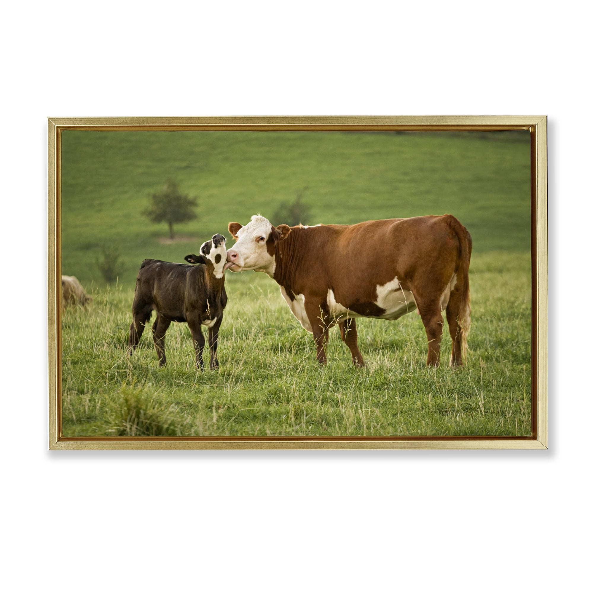 Stupell Industries Cow & Calf Preening Animals Photography Gold Floater Framed Canvas Art Print Wall Art, 25 x 17