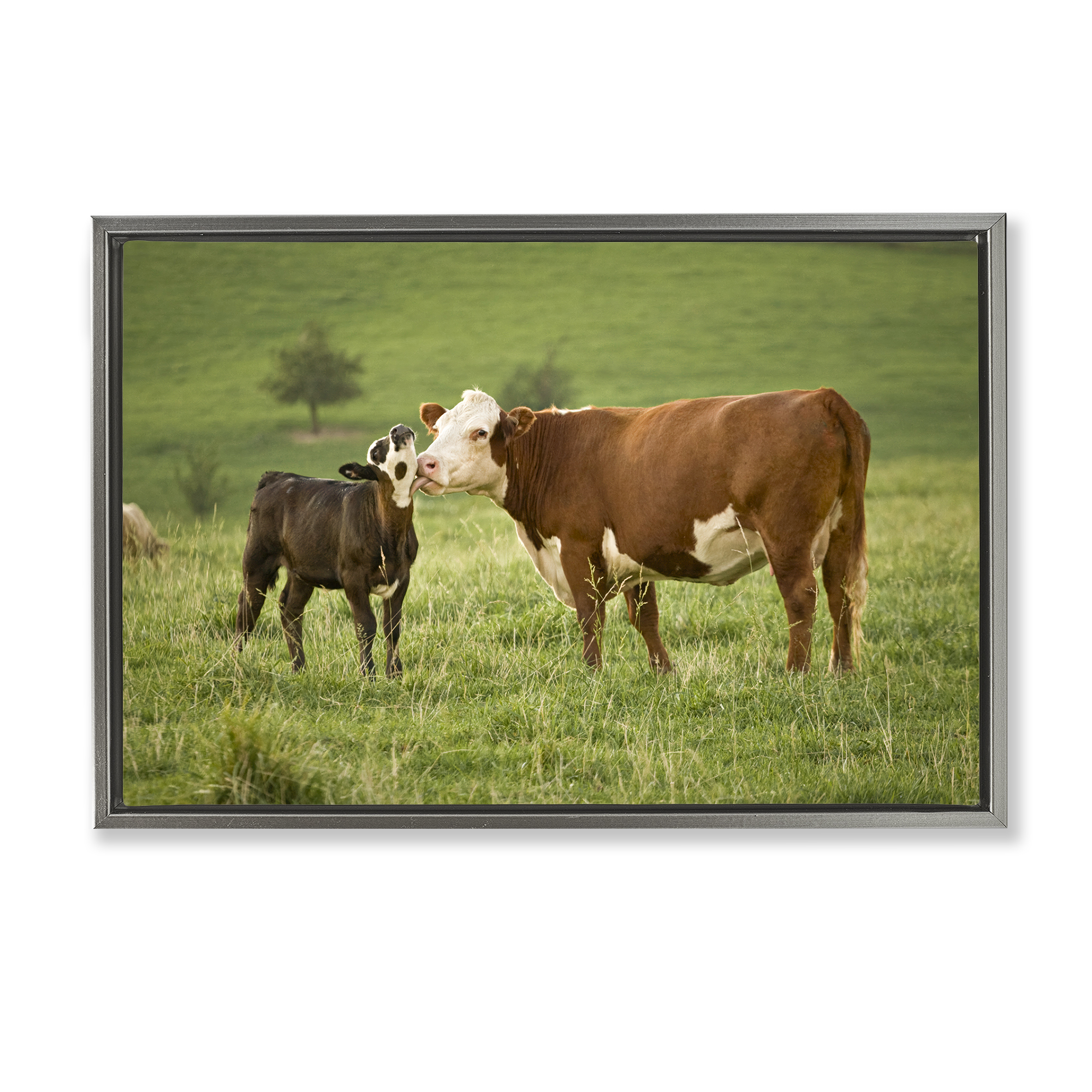 Stupell Industries Cow & Calf Preening Animals Photography Gray Floater Framed Canvas Art Print Wall Art, 25 x 17