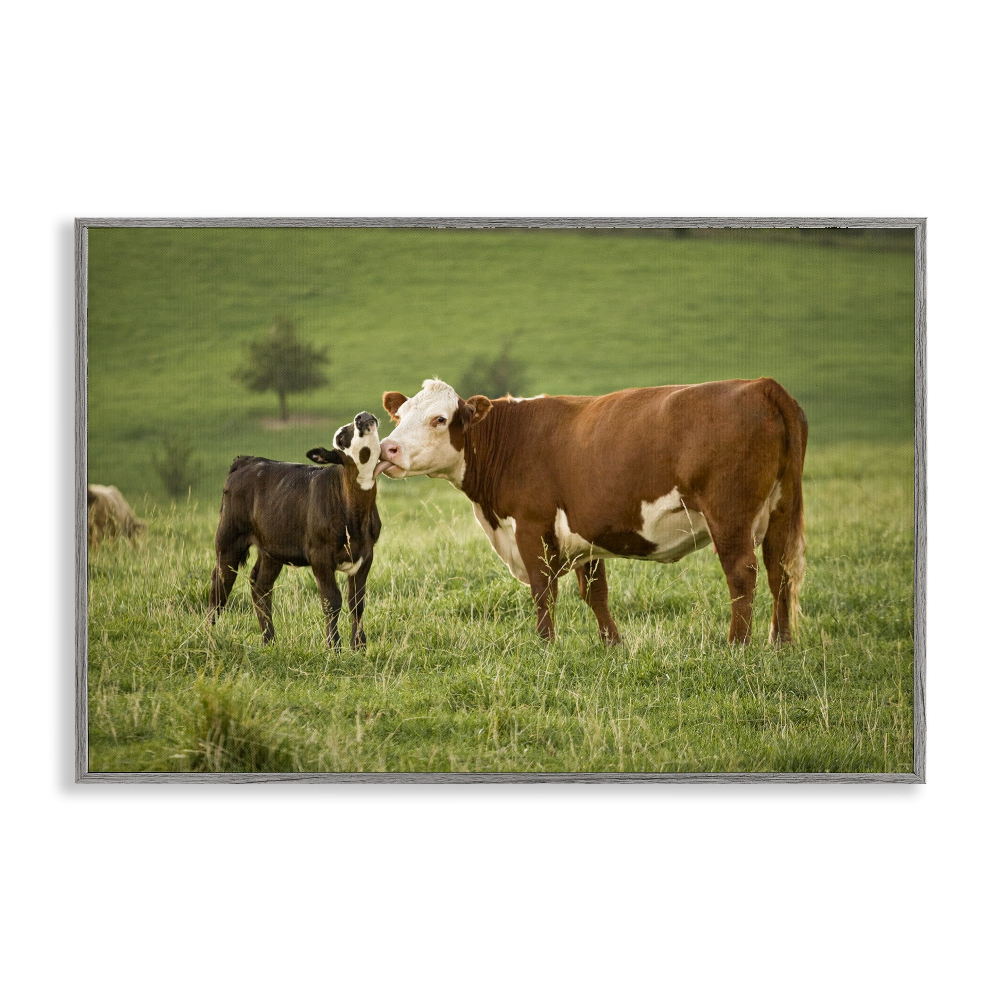 Stupell Industries Cow & Calf Preening Animals Photography Gray Framed Art Print Wall Art, 24 x 16
