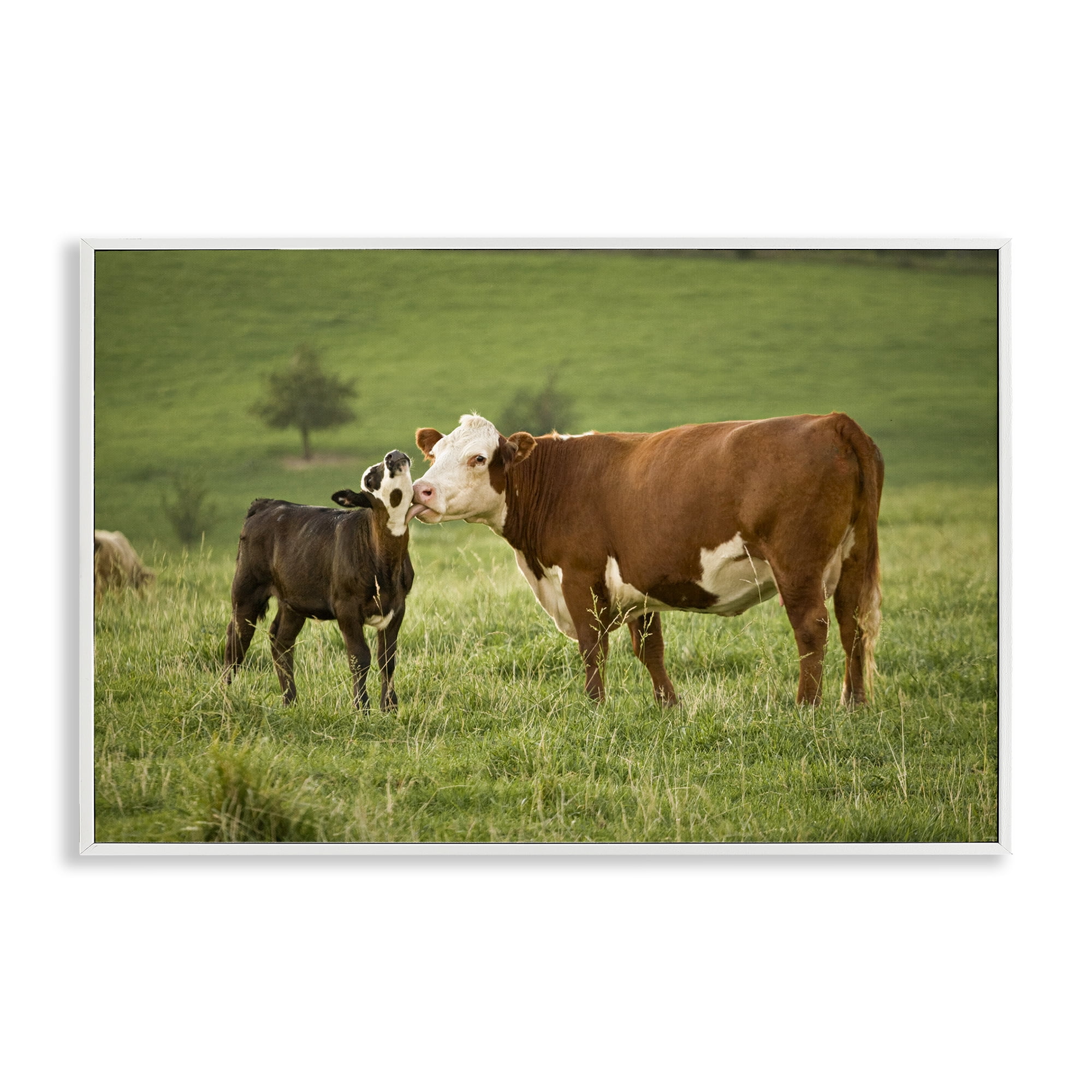 Stupell Industries Cow & Calf Preening Animals Photography White Framed Art Print Wall Art, 24 x 16