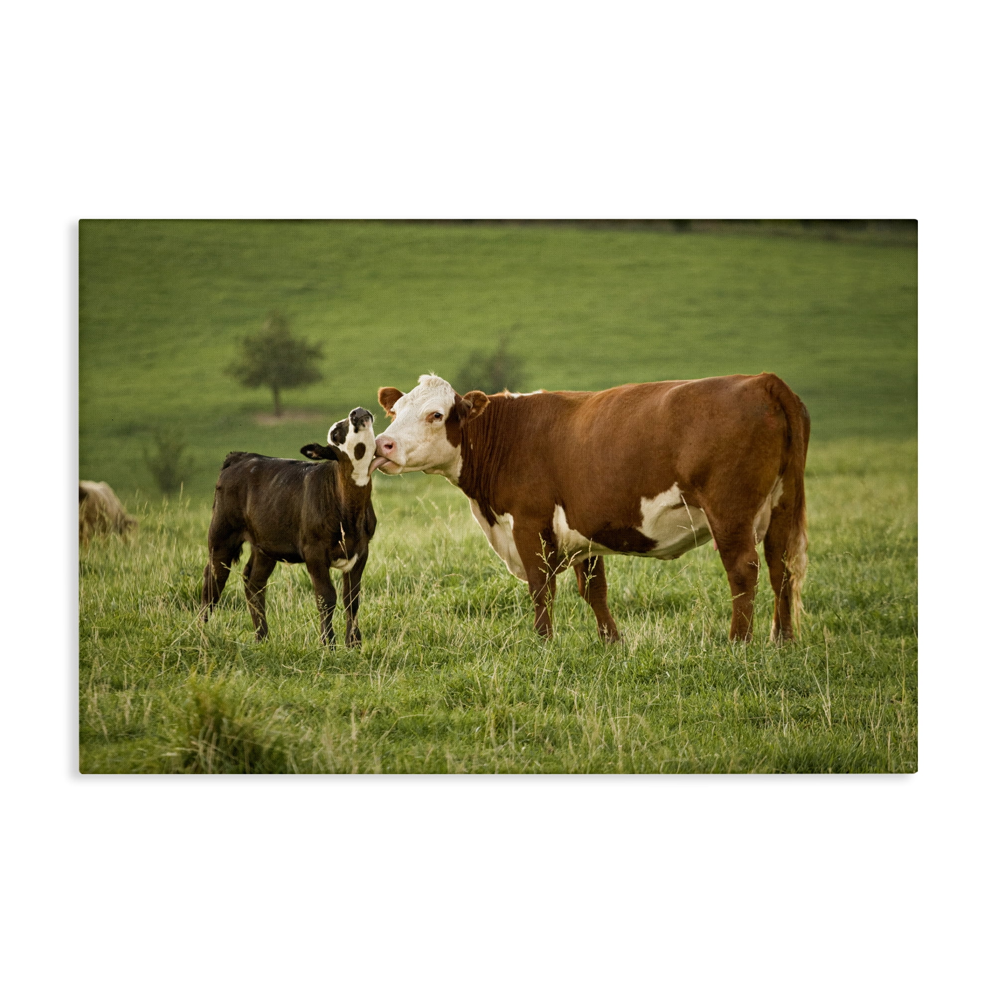 Stupell Industries Cow & Calf Preening Animals Photography Wrapped Canvas Art Print Wall Art, 24 x 16