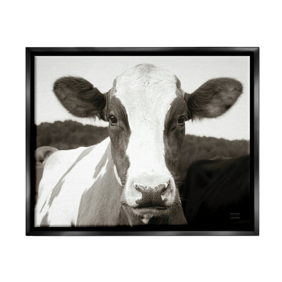Stupell Industries Cow Portrait Farm Landscape Animals & Insects Photography Black Floater Framed Art Print Wall Art, 21 x 17
