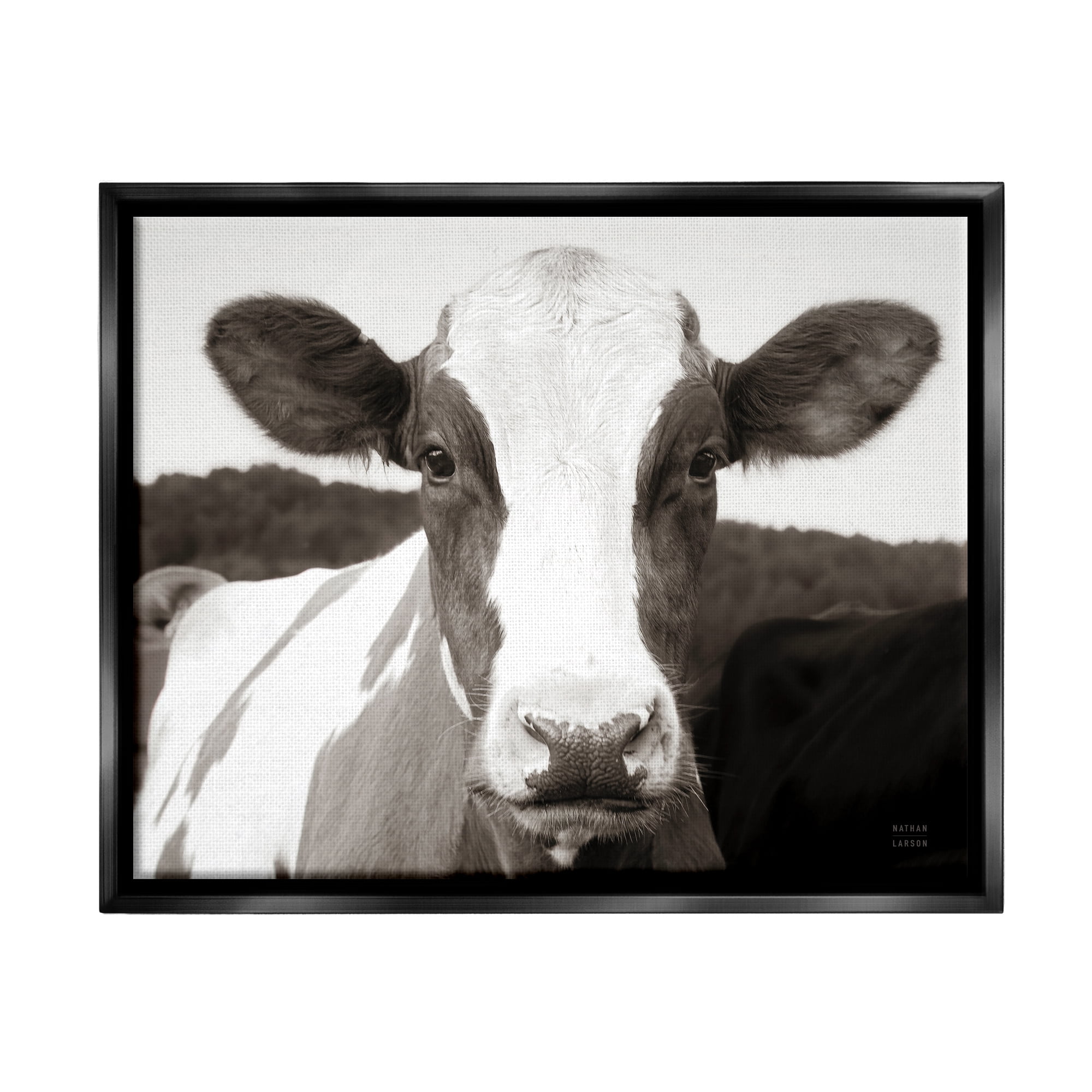Stupell Industries Cow Portrait Farm Landscape Animals & Insects Photography Black Floater Framed Art Print Wall Art, 31 x 25