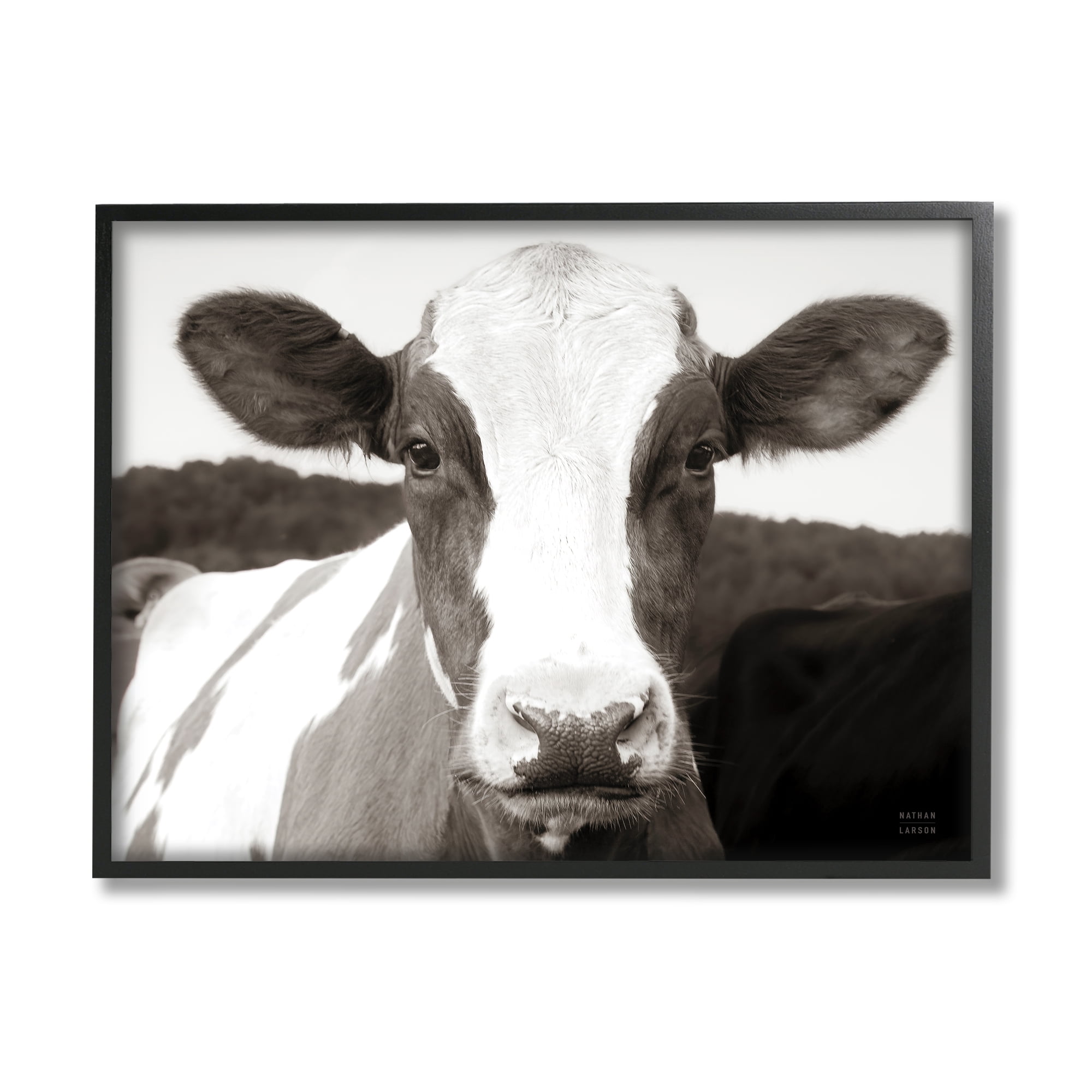 Stupell Industries Cow Portrait Farm Landscape Animals & Insects Photography Black Framed Art Print Wall Art, 20 x 16