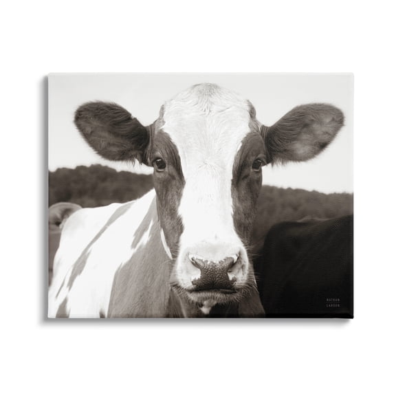 Stupell Industries Cow Portrait Farm Landscape Animals & Insects Photography Gallery Wrapped Canvas Print Wall Art, 20 x 16