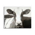 thumbnail image 1 of Stupell Industries Cow Portrait Farm Landscape Animals & Insects Photography Gallery Wrapped Canvas Print Wall Art, 30 x 24, 1 of 7