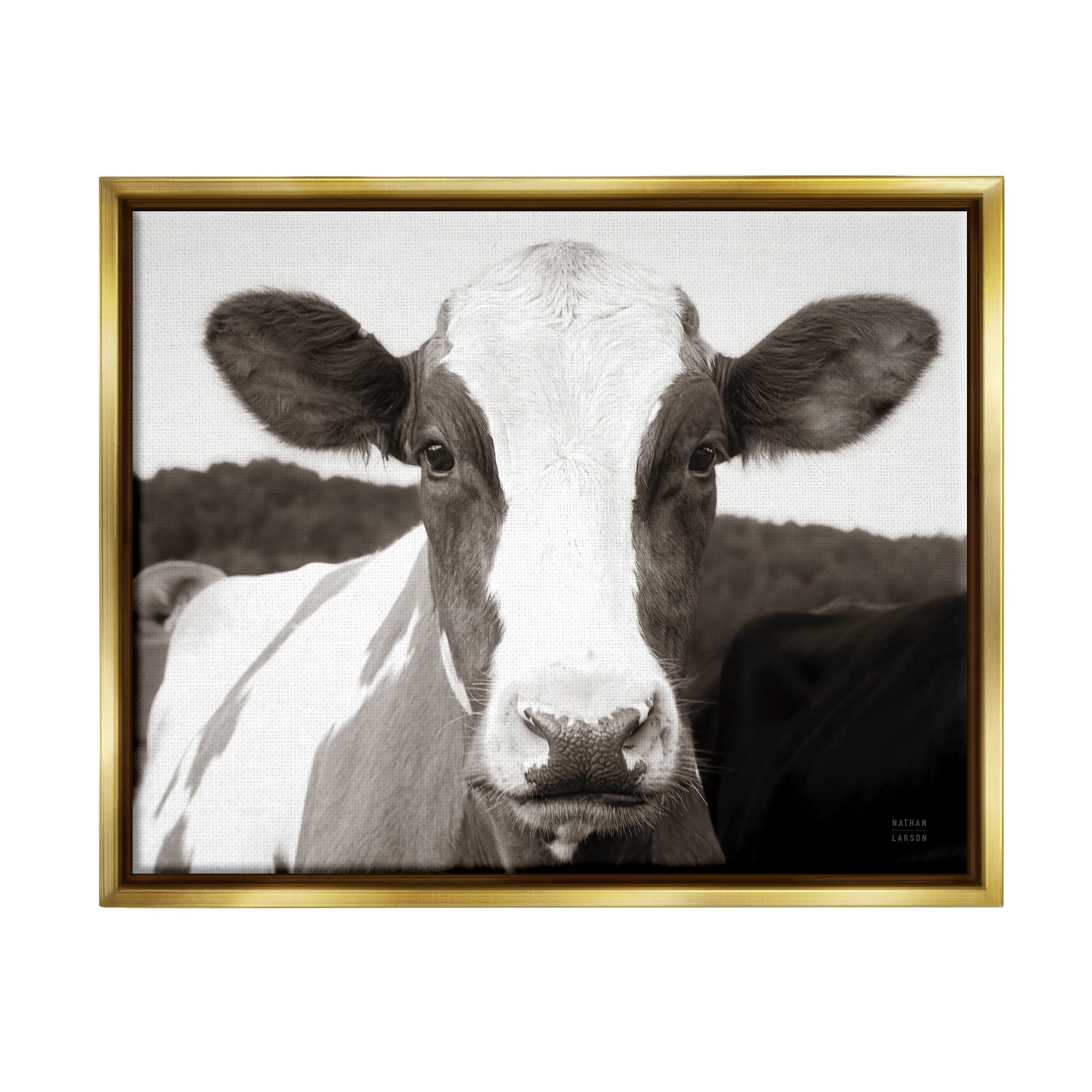 Stupell Industries Cow Portrait Farm Landscape Animals & Insects Photography Gold Floater Framed Art Print Wall Art, 21 x 17