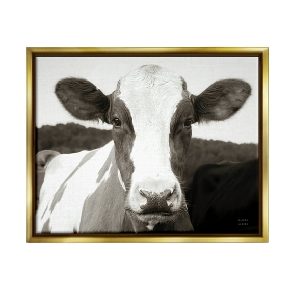 Stupell Industries Cow Portrait Farm Landscape Animals & Insects Photography Gold Floater Framed Art Print Wall Art, 31 x 25