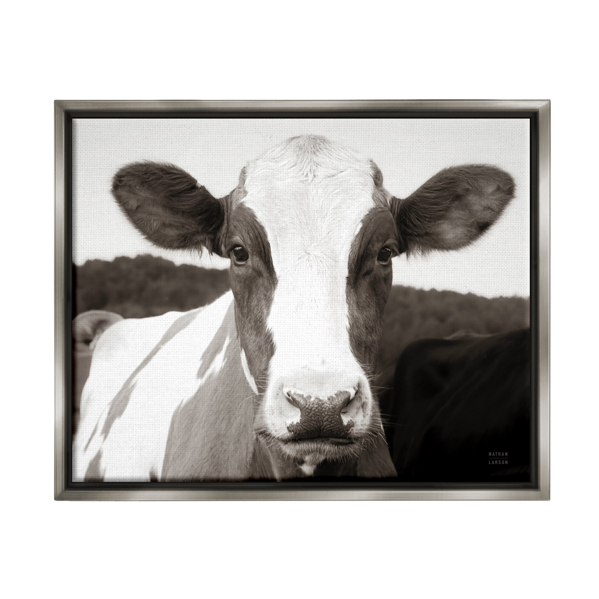 Stupell Industries Cow Portrait Farm Landscape Animals & Insects Photography Gray Floater Framed Art Print Wall Art, 31 x 25