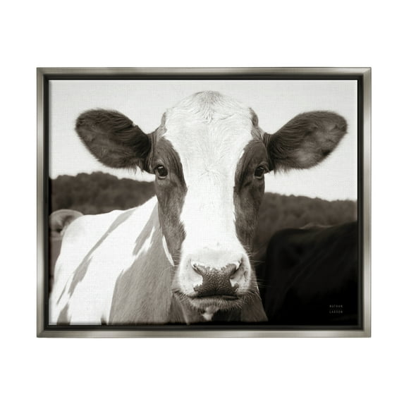 Stupell Industries Cow Portrait Farm Landscape Animals & Insects Photography Gray Floater Framed Art Print Wall Art, 31 x 25