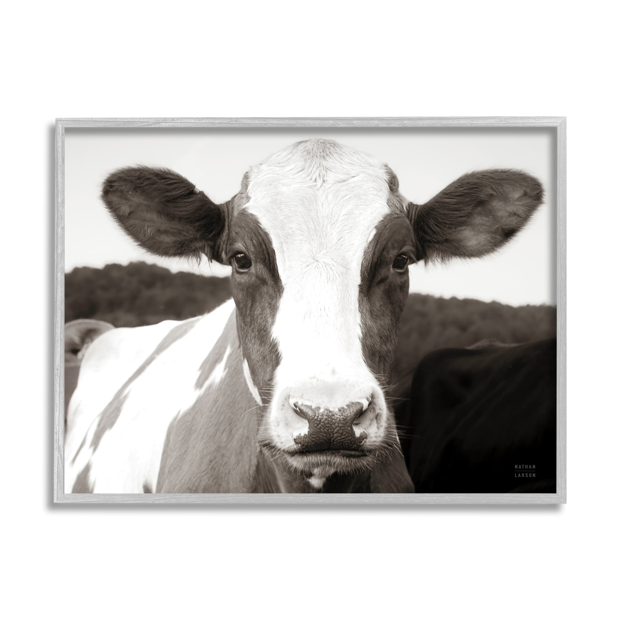 Stupell Industries Cow Portrait Farm Landscape Animals & Insects Photography Gray Framed Art Print Wall Art, 20 x 16