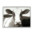 thumbnail image 1 of Stupell Industries Cow Portrait Farm Landscape Animals & Insects Photography Gray Framed Art Print Wall Art, 30 x 24, 1 of 8