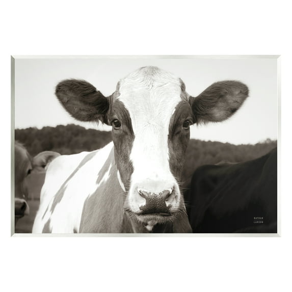 Stupell Industries Cow Portrait Farm Landscape Animals & Insects Photography Unframed Art Print Wall Art, 19 x 13