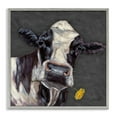 thumbnail image 1 of Stupell Industries Cow with Yellow Daisy Animals Painting Gray Framed Art Print Wall Art, 24 x 24, 1 of 2