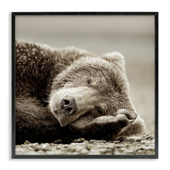 Stupell Industries Cozy Sleeping Bear Animals & Insects Photography Black Framed Art Print Wall Art, 12 x 12