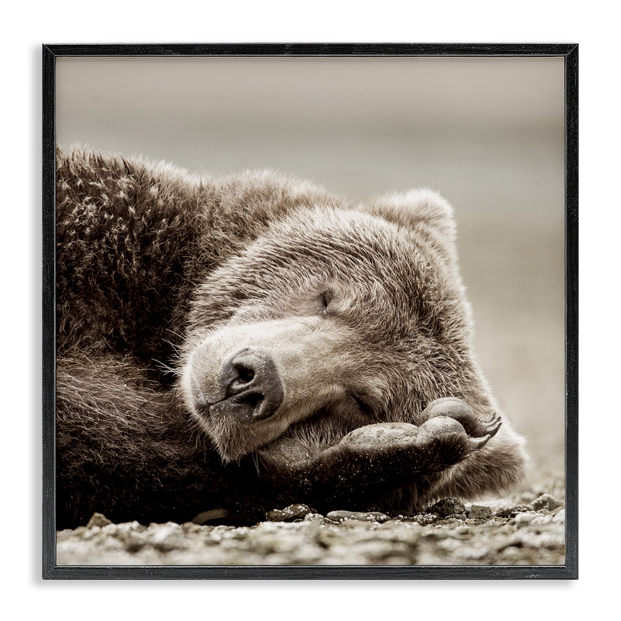 Stupell Industries Cozy Sleeping Bear Animals & Insects Photography Black Framed Art Print Wall Art, 17 x 17