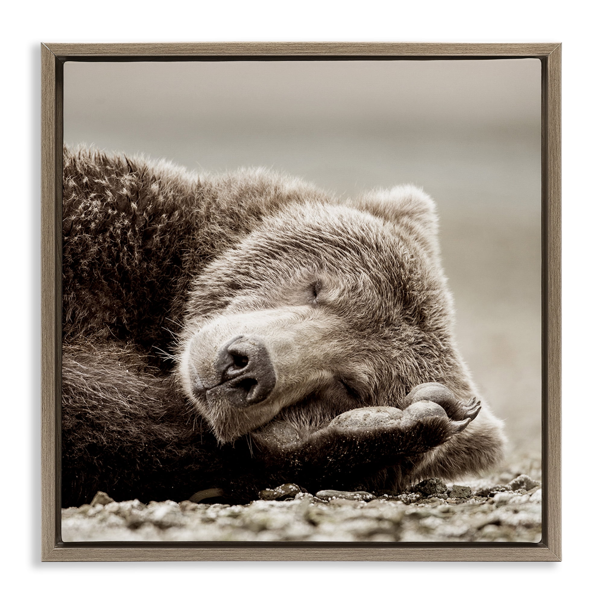 Stupell Industries Cozy Sleeping Bear Animals & Insects Photography Brown Floater Framed Canvas Art Print Wall Art, 18 x 18