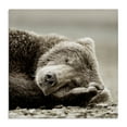 thumbnail image 1 of Stupell Industries Cozy Sleeping Bear Animals & Insects Photography Gallery Wrapped Canvas Art Print Wall Art, 30 x 30, 1 of 8