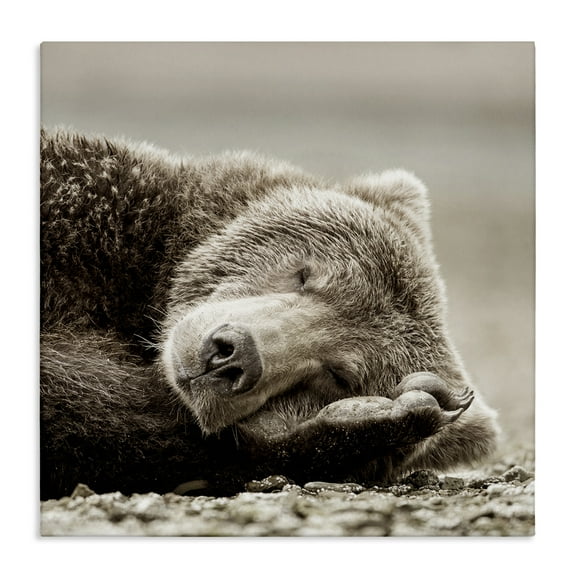Stupell Industries Cozy Sleeping Bear Animals & Insects Photography Gallery Wrapped Canvas Art Print Wall Art, 36 x 36
