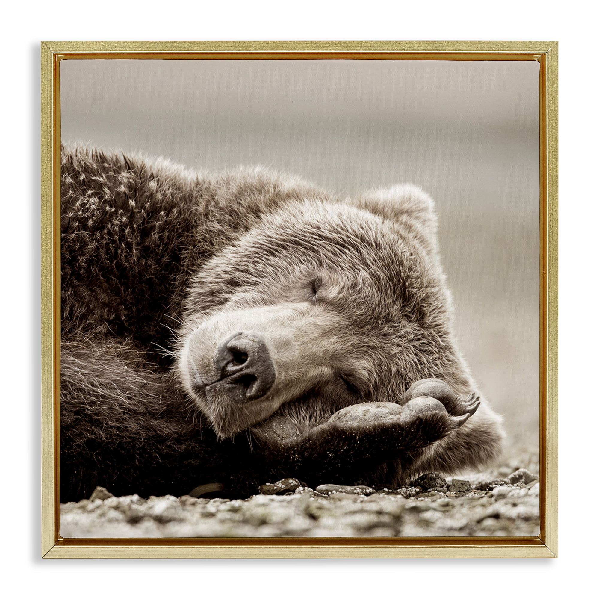 Stupell Industries Cozy Sleeping Bear Animals & Insects Photography Gold Floater Framed Canvas Art Print Wall Art, 25 x 25