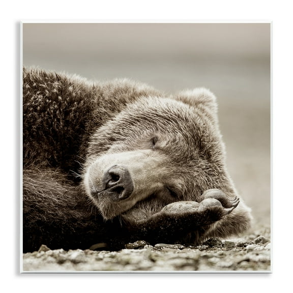 Stupell Industries Cozy Sleeping Bear Animals & Insects Photography Unframed Art Print Wall Art, 12 x 12