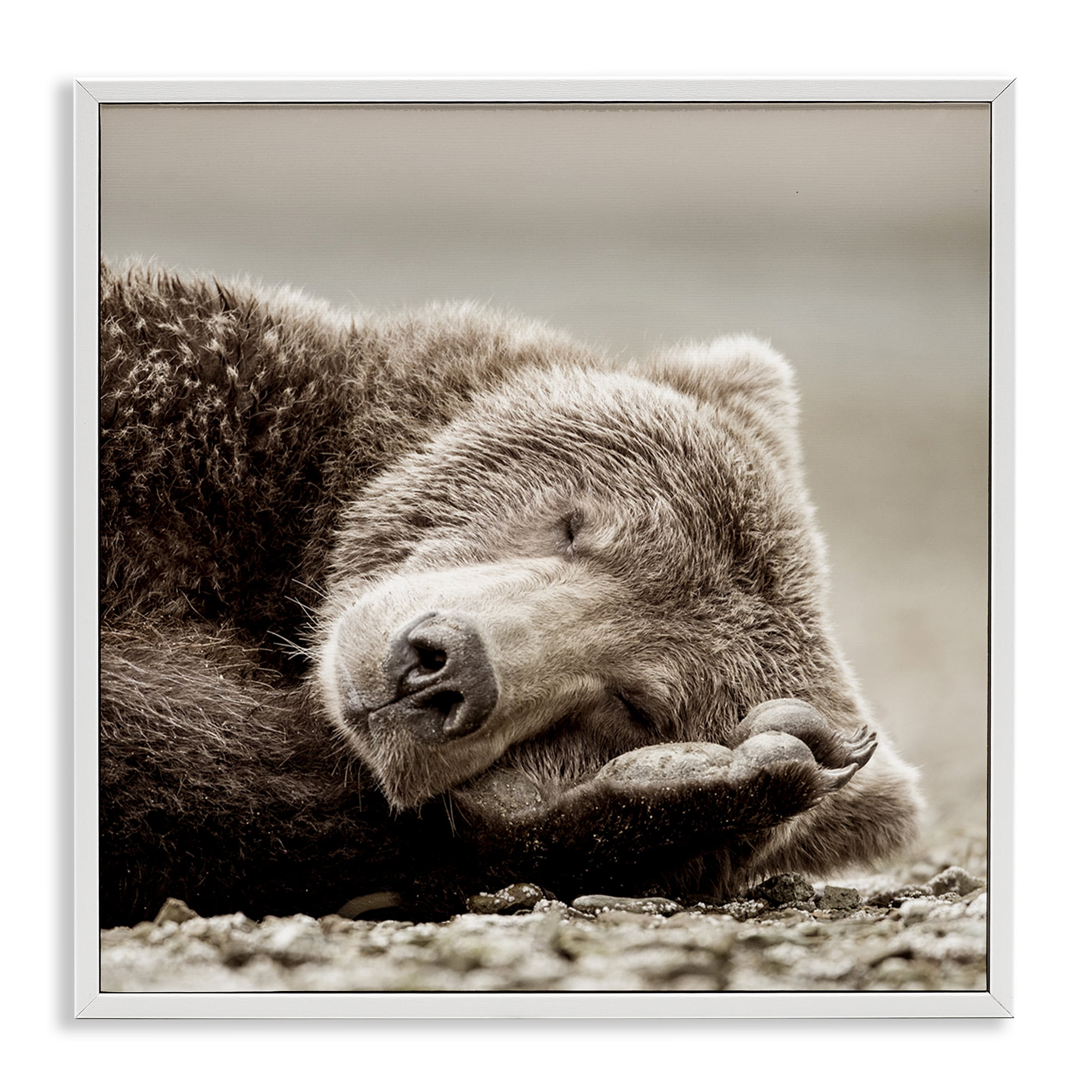 Stupell Industries Cozy Sleeping Bear Animals & Insects Photography White Framed Art Print Wall Art, 12 x 12