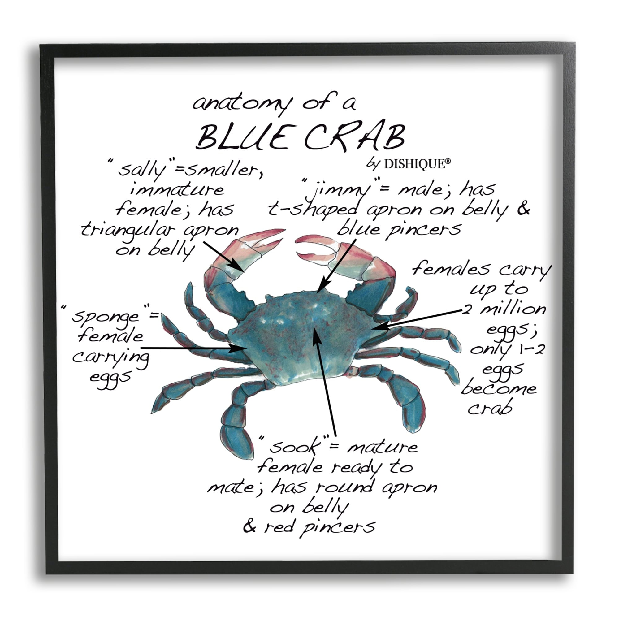 Stupell Industries Crab Anatomy Facts Educational Sea Life Diagram Graphic Art Black Framed Art Print Wall Art, Design by Dishique