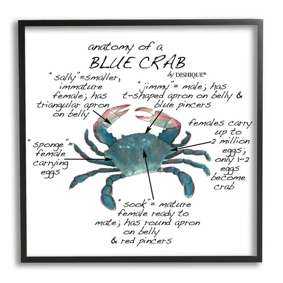 Stupell Industries Crab Anatomy Facts Educational Sea Life Diagram Graphic Art Black Framed Art Print Wall Art, Design by Dishique