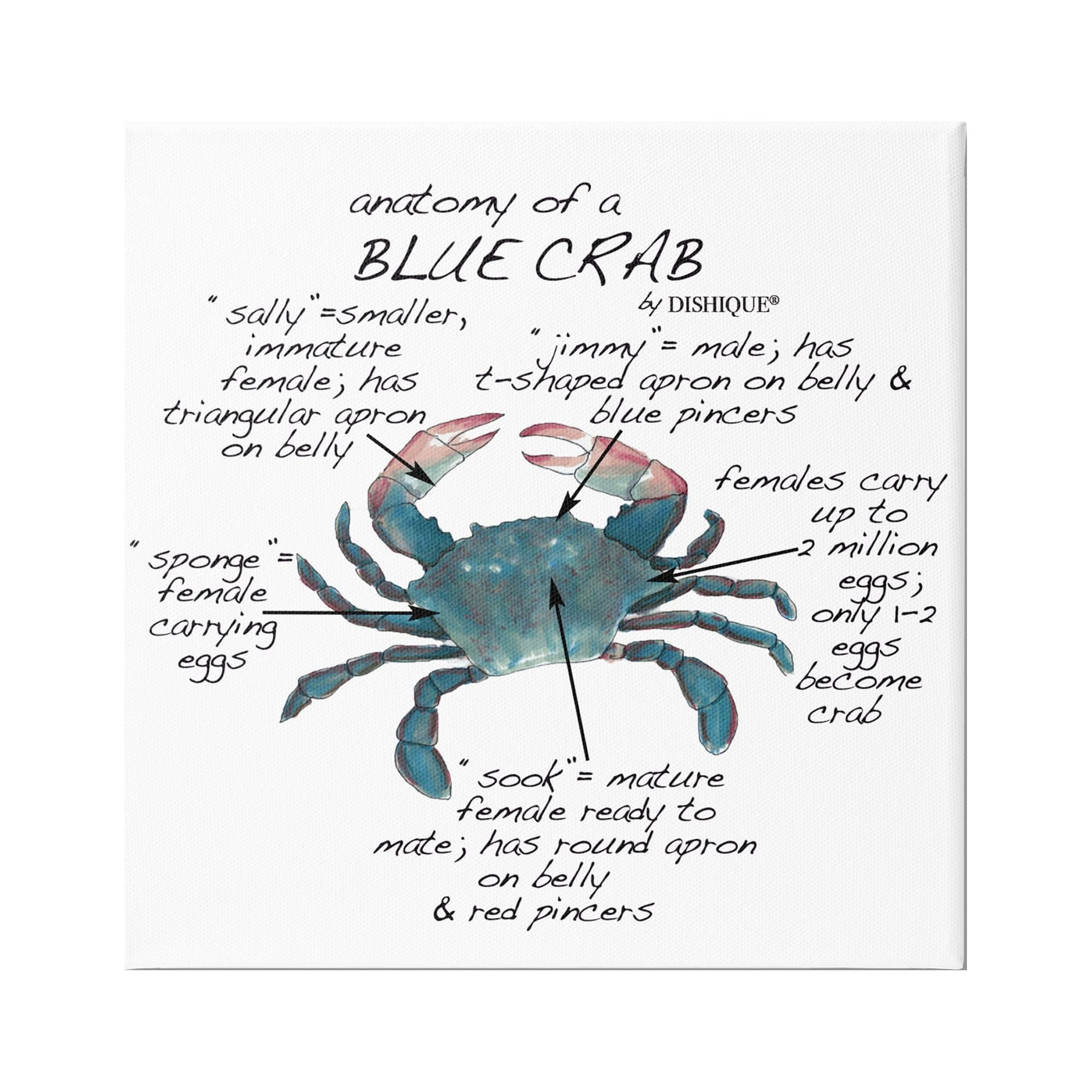 Stupell Industries Crab Anatomy Facts Educational Sea Life Diagram Graphic Art Gallery Wrapped Canvas Print Wall Art, Design by Dishique