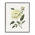thumbnail image 1 of Stupell Industries Transitional Cream Garden Peony with Buds Black Framed Giclee Art, 11 x 14, by Nan, 1 of 8