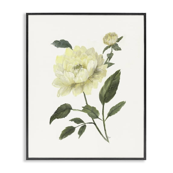 Stupell Industries Transitional Cream Garden Peony with Buds Black Framed Giclee Art, 11 x 14, by Nan