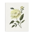 thumbnail image 1 of Stupell Industries Transitional Cream Garden Peony with Buds Canvas Art, 16 x 20, by Nan, 1 of 8