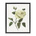 thumbnail image 1 of Stupell Industries Transitional Cream Garden Rose with Buds Black Floating Frame Canvas Art, 17 x 21, by Nan, 1 of 8