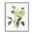 thumbnail image 1 of Stupell Industries Transitional Cream Garden Rose with Buds Black Framed Giclee Art, 24 x 30, by Nan, 1 of 8
