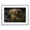 thumbnail image 1 of Stupell Industries Crossing Paths Grizzly Bear Gray Framed Print Under Glass design by Collin Bogle, 17 x 23, 1 of 10
