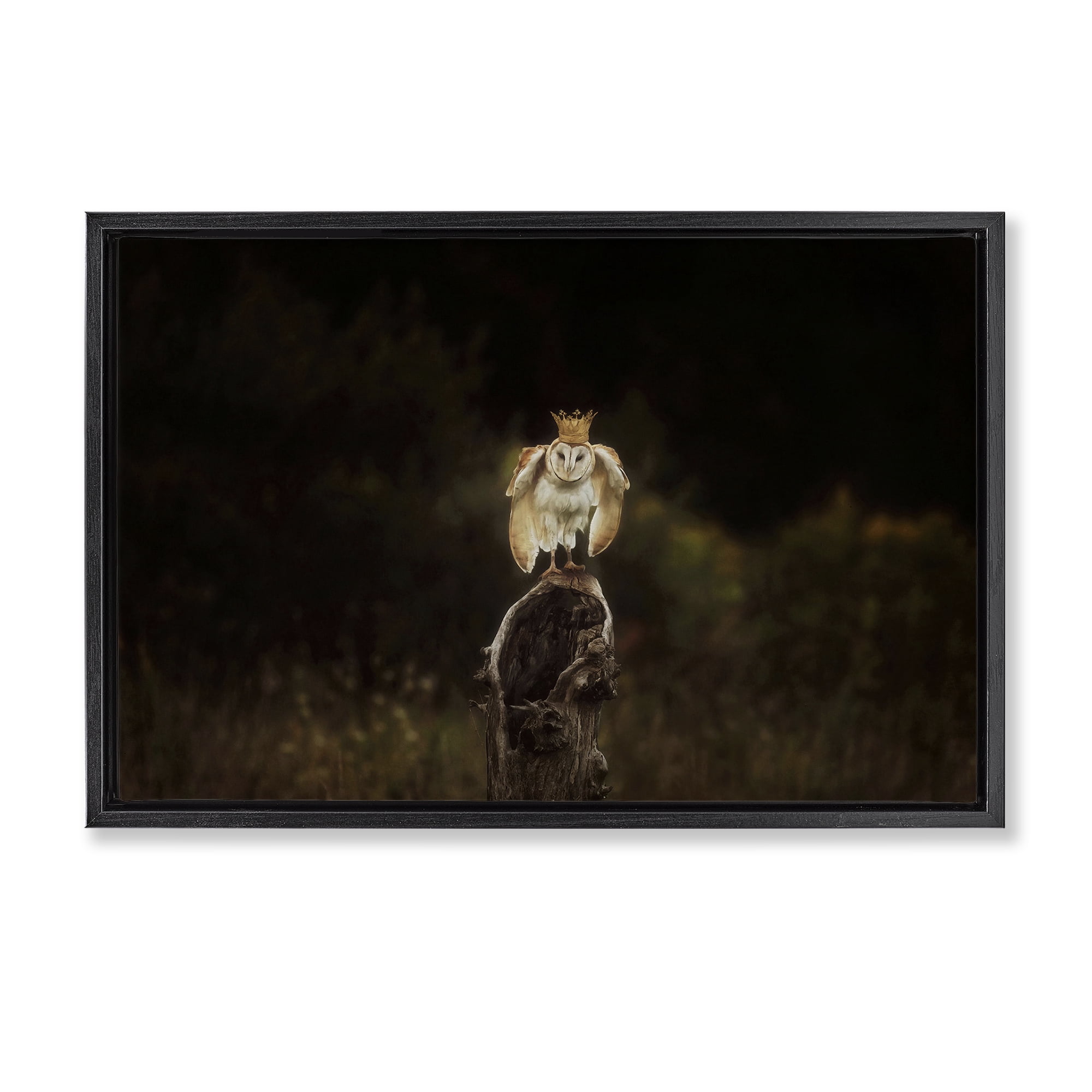 Stupell Industries Crowned Owl Perched Animals & Insects Photography Black Floater Framed Canvas Art Print Wall Art, 31 x 21