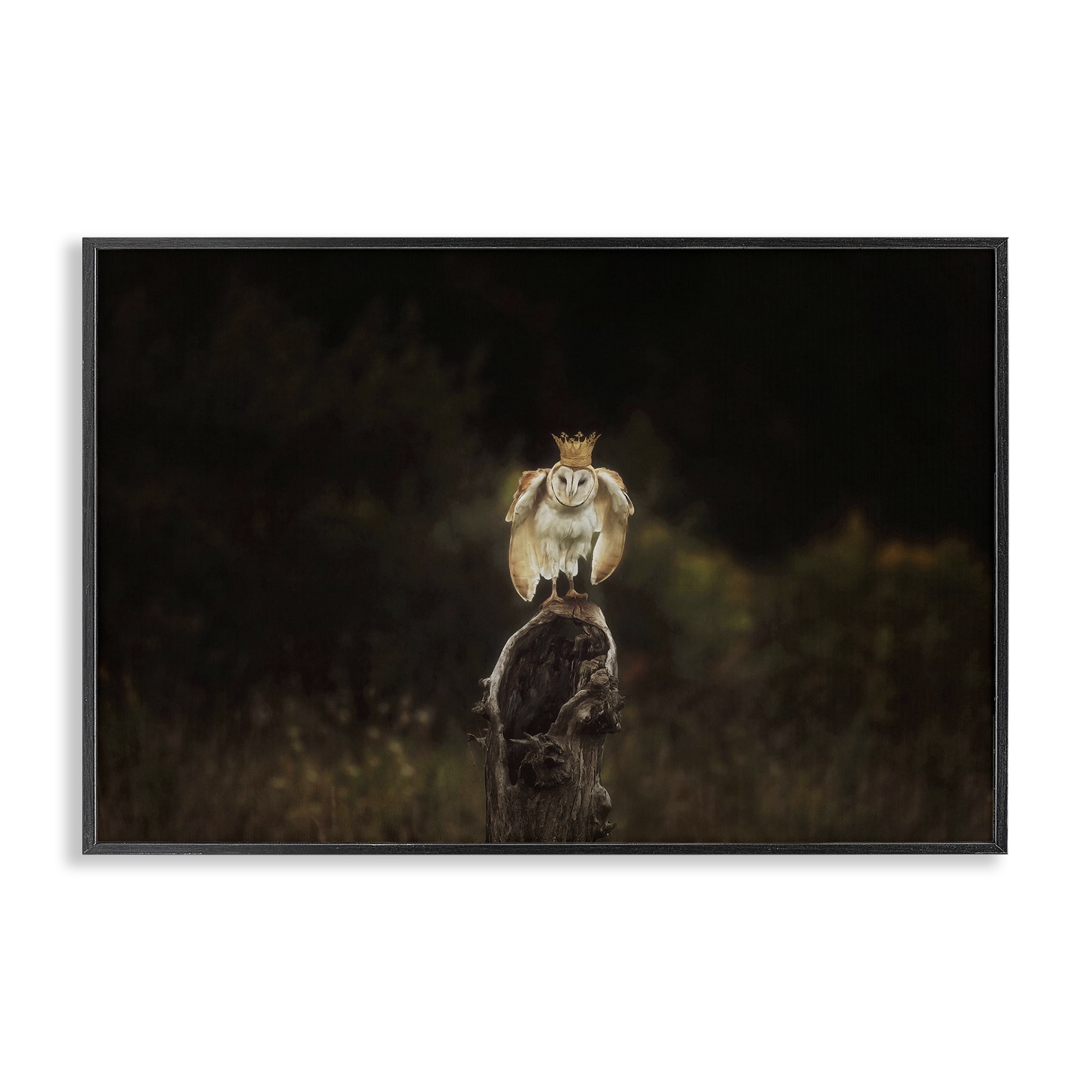Stupell Industries Crowned Owl Perched Animals & Insects Photography Black Framed Art Print Wall Art, 18 x 12