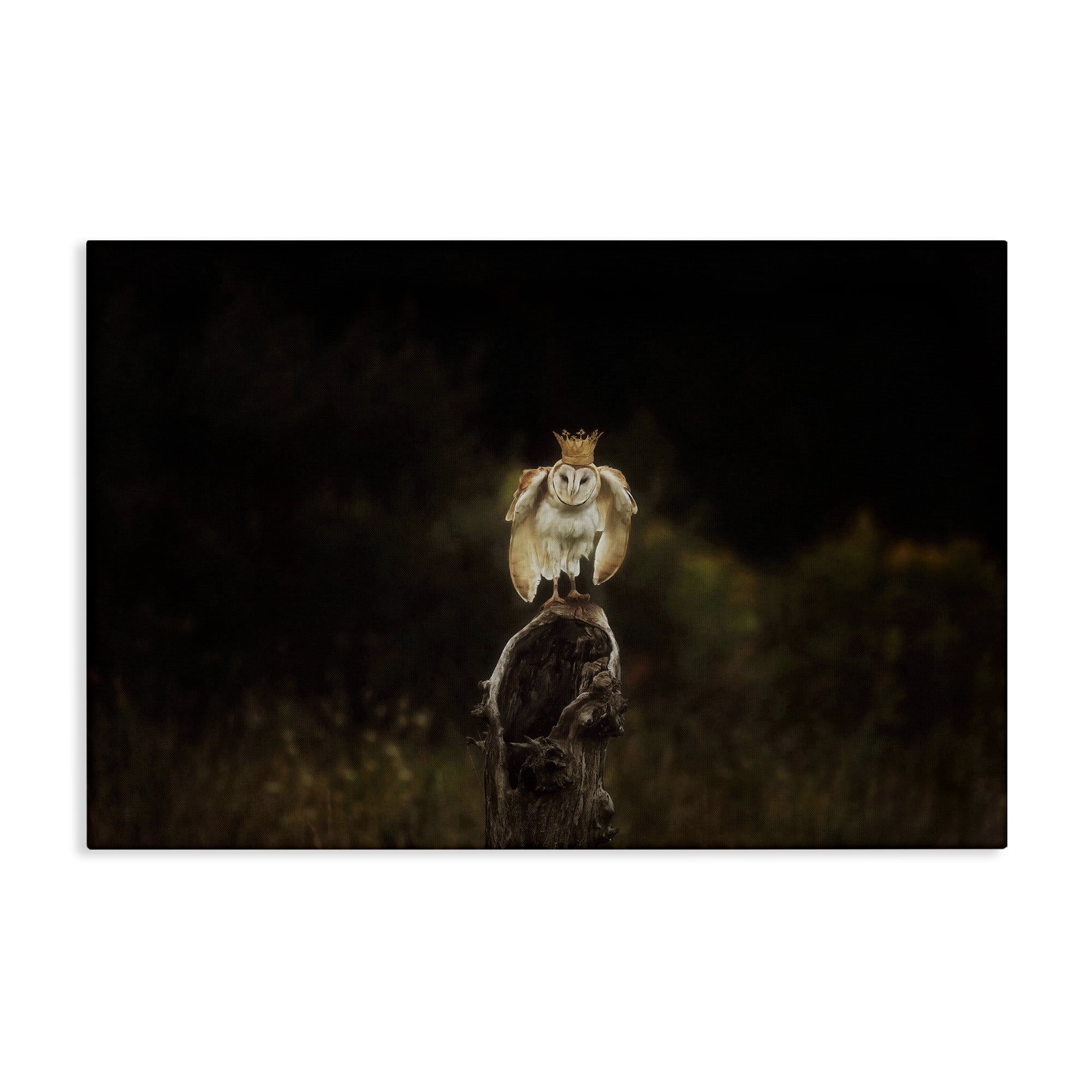 Stupell Industries Crowned Owl Perched Animals & Insects Photography Gallery Wrapped Canvas Art Print Wall Art, 45 x 30