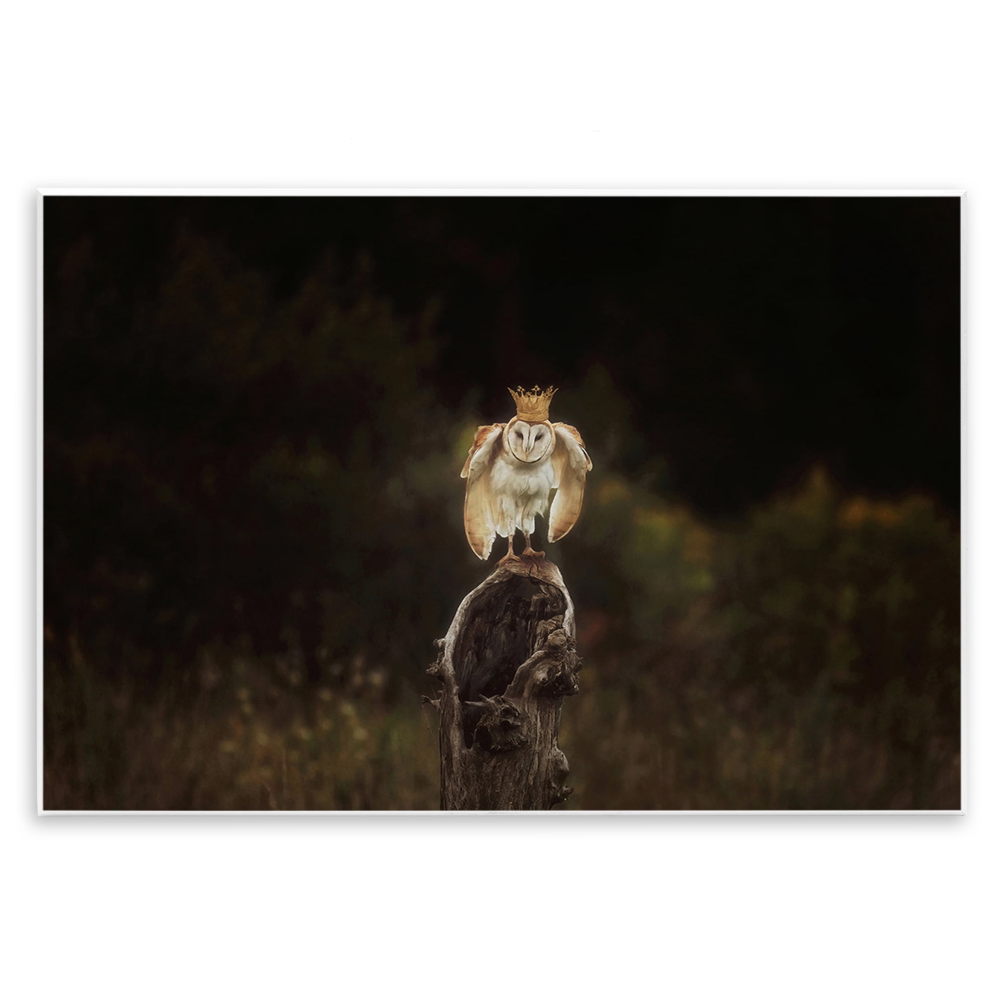 Stupell Industries Crowned Owl Perched Animals & Insects Photography Unframed Art Print Wall Art, 15 x 10