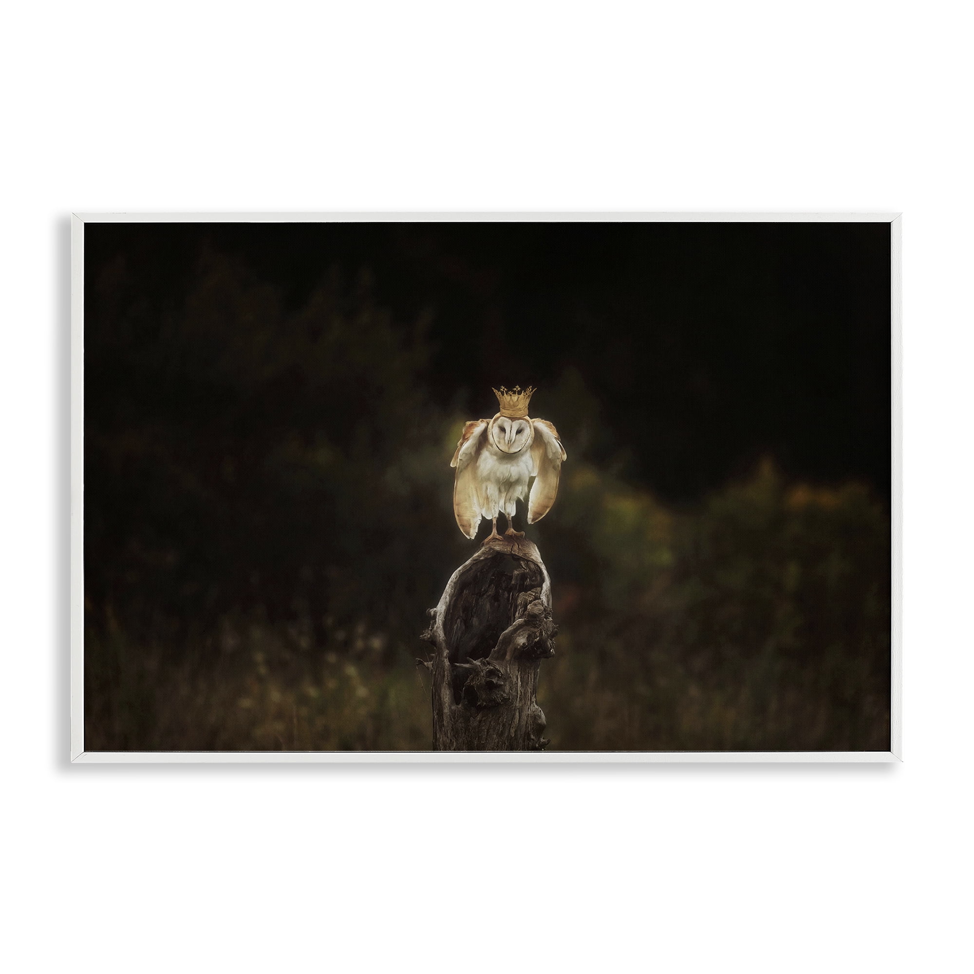 Stupell Industries Crowned Owl Perched Animals & Insects Photography White Framed Art Print Wall Art, 18 x 12