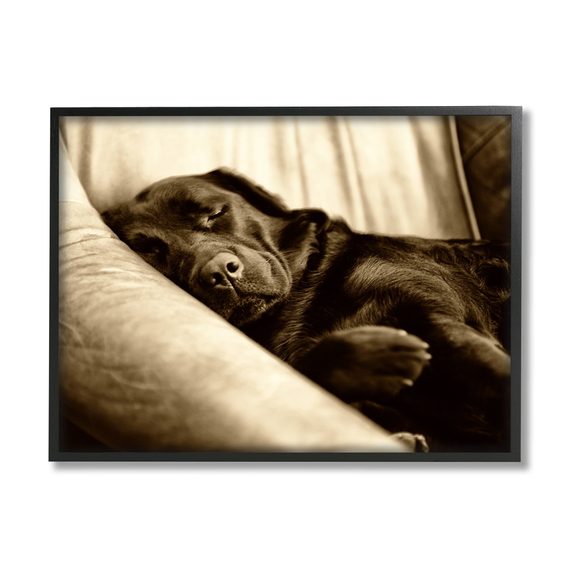 Sepia Framed Canvas Print of Sleeping Labrador Dog, 14 x 11 inches