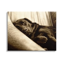 Stupell Industries Cuddling Labrador Dog Sleeping Cozy Sepia Photography Photograph Gallery Wrapped Canvas Print Wall Art, Design by James Dobson